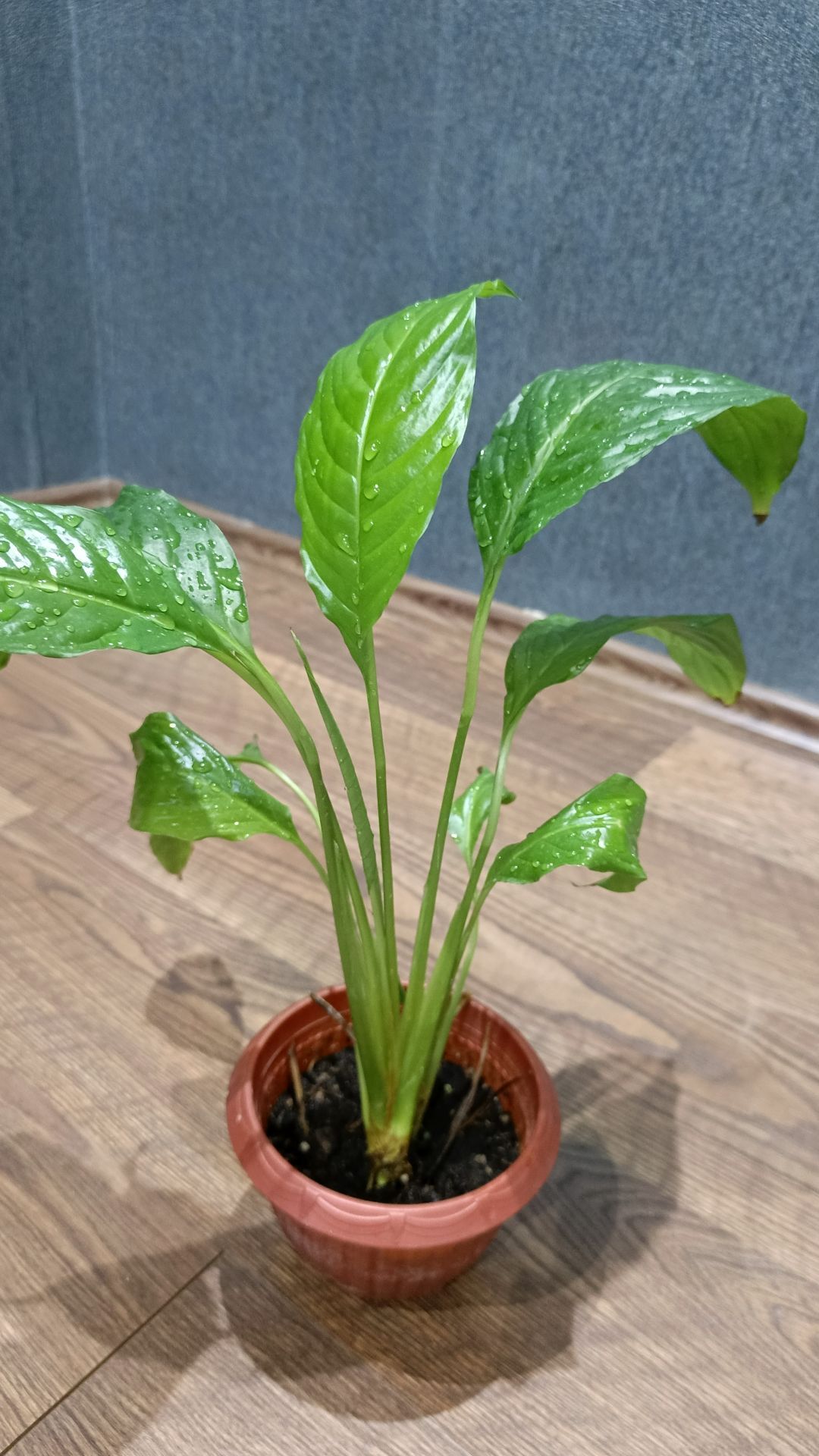 комнатные растения - Aşgabat - img 8