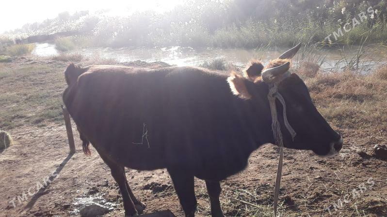 Sygyr Bakylan - Sakarçäge - img 3