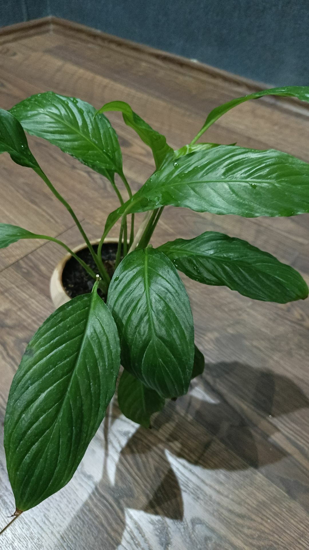 комнатные растения - Aşgabat - img 7