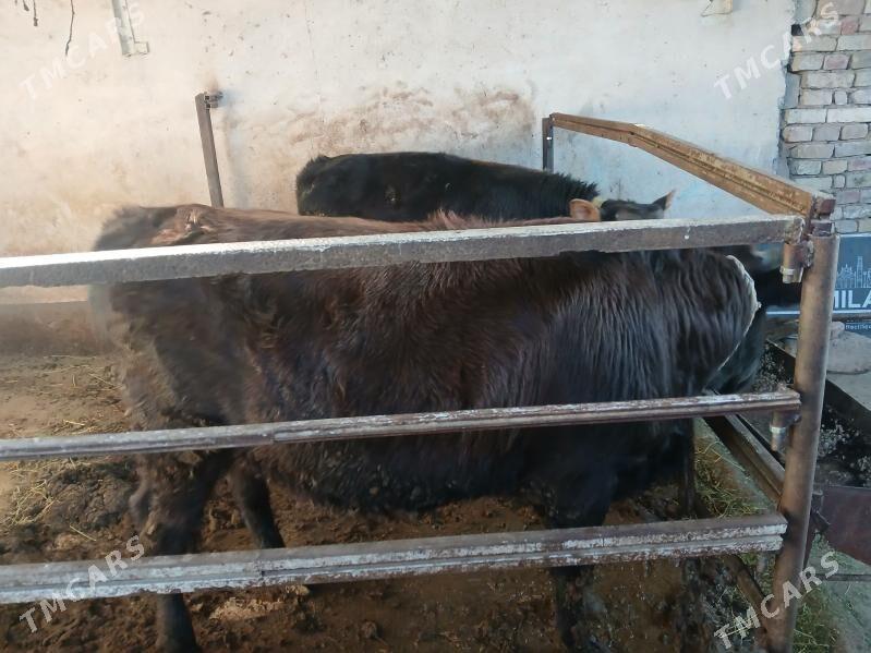 Öküz - Aşgabat - img 4