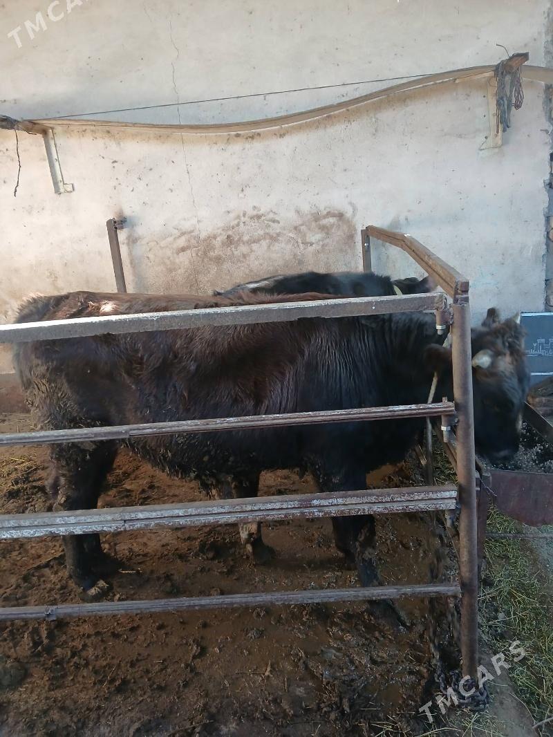 Öküz - Aşgabat - img 3