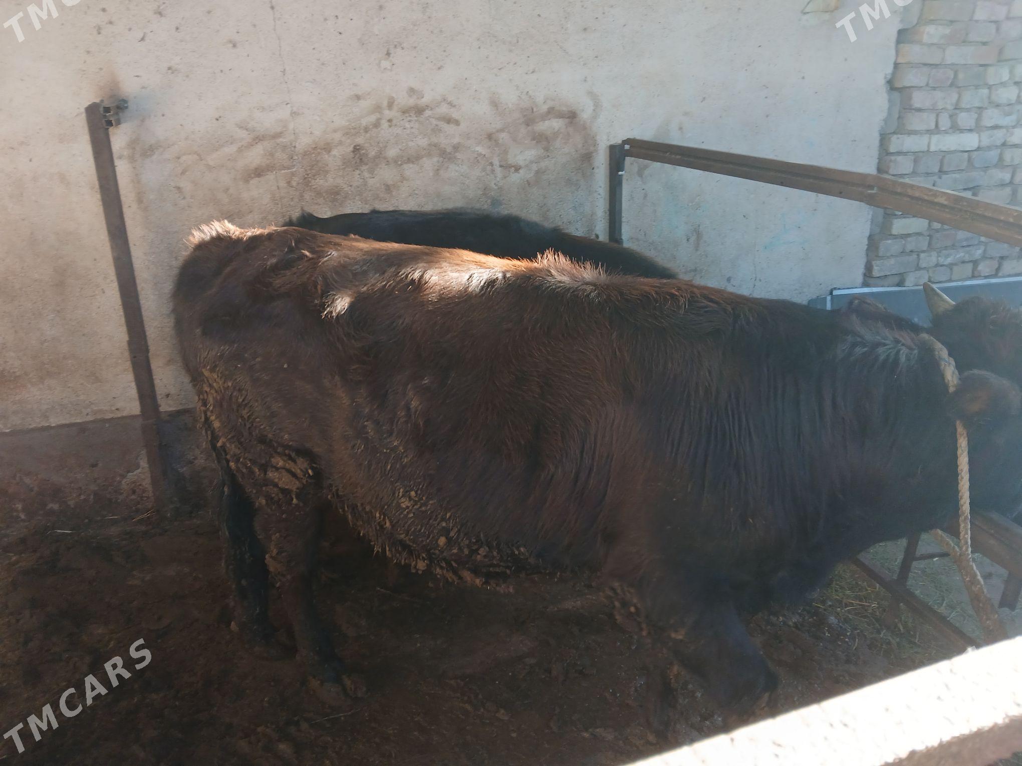 Öküz - Aşgabat - img 2