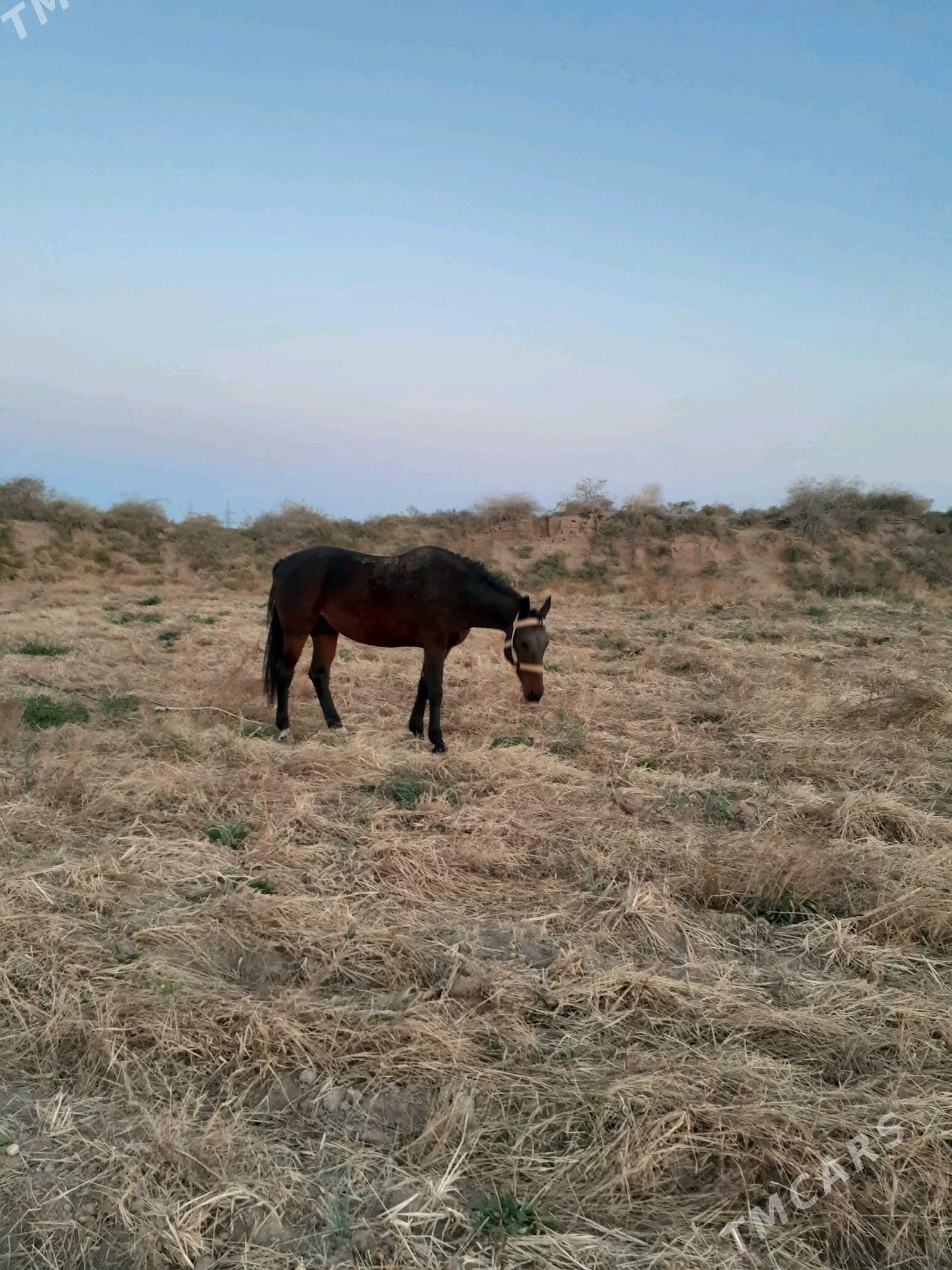 at - Ашхабад - img 2