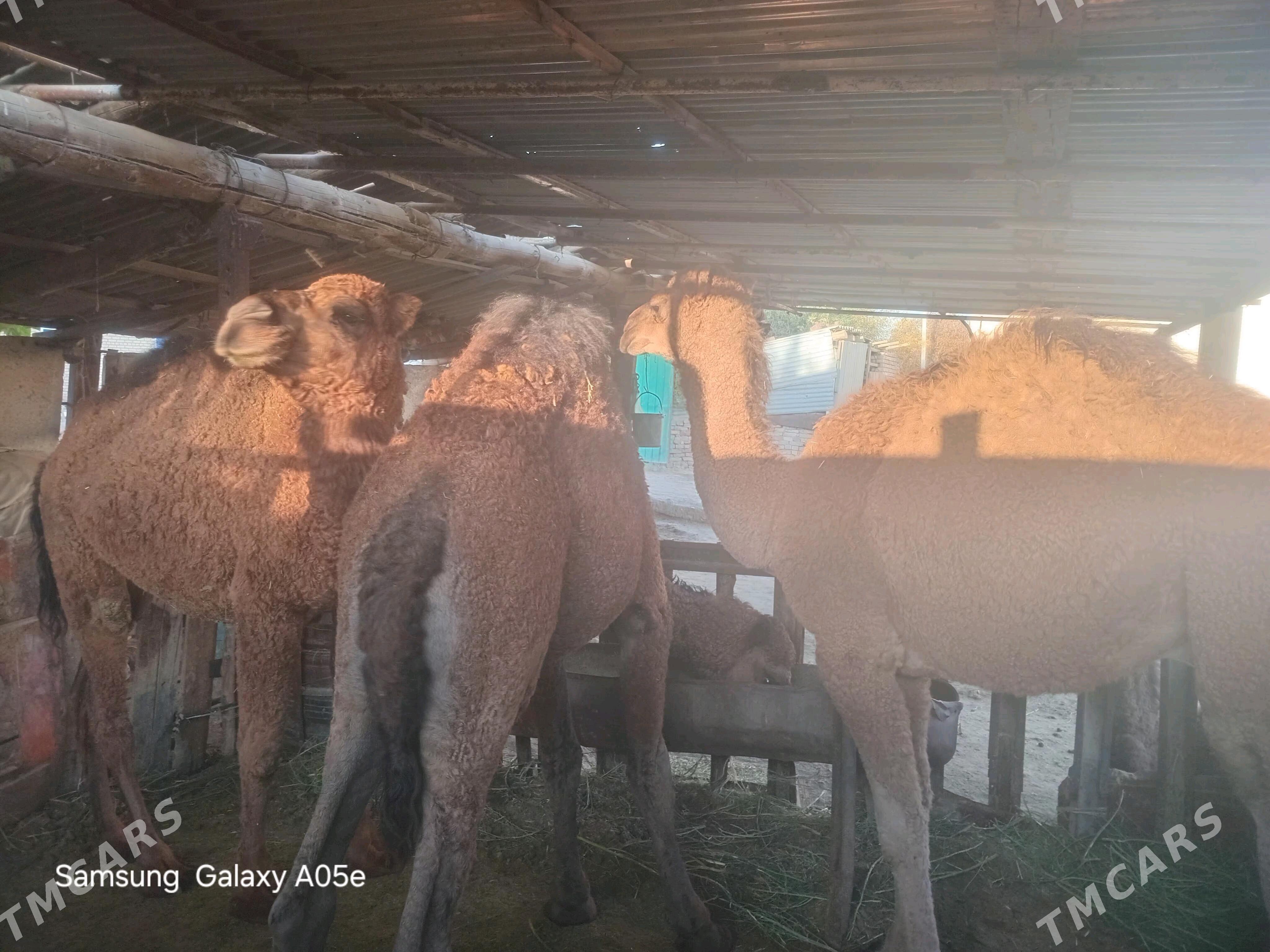 bakylan ogşyklar - Babadaýhan - img 2