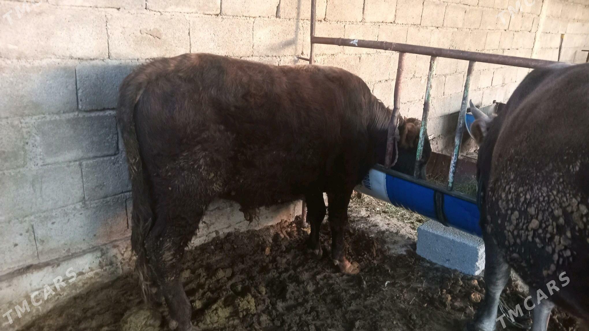 okuz 2 sany - Яшлык - img 2