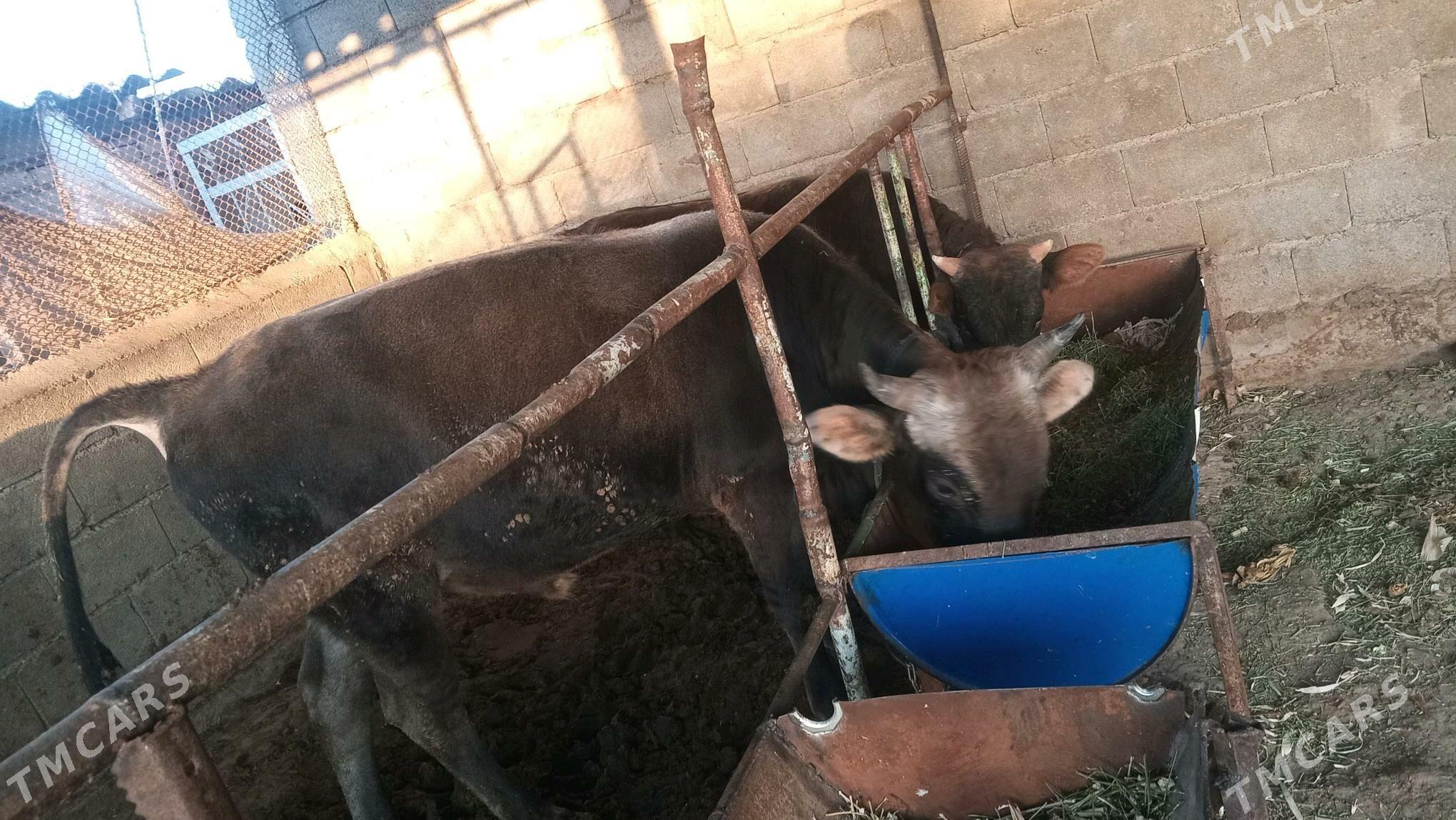 okuz 2 sany - Яшлык - img 1