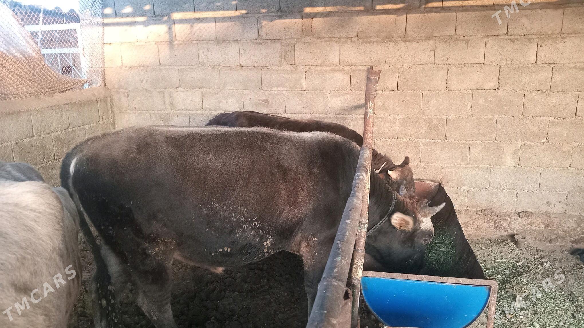 okuz 2 sany - Яшлык - img 4