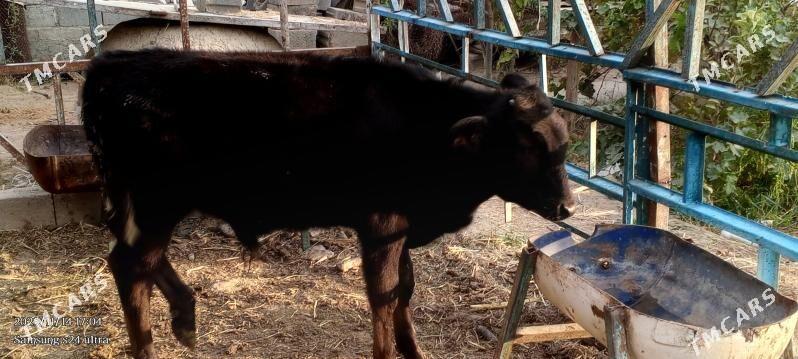 Öküz - Gökdepe - img 2