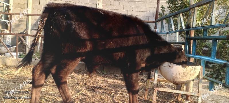 Öküz - Gökdepe - img 3