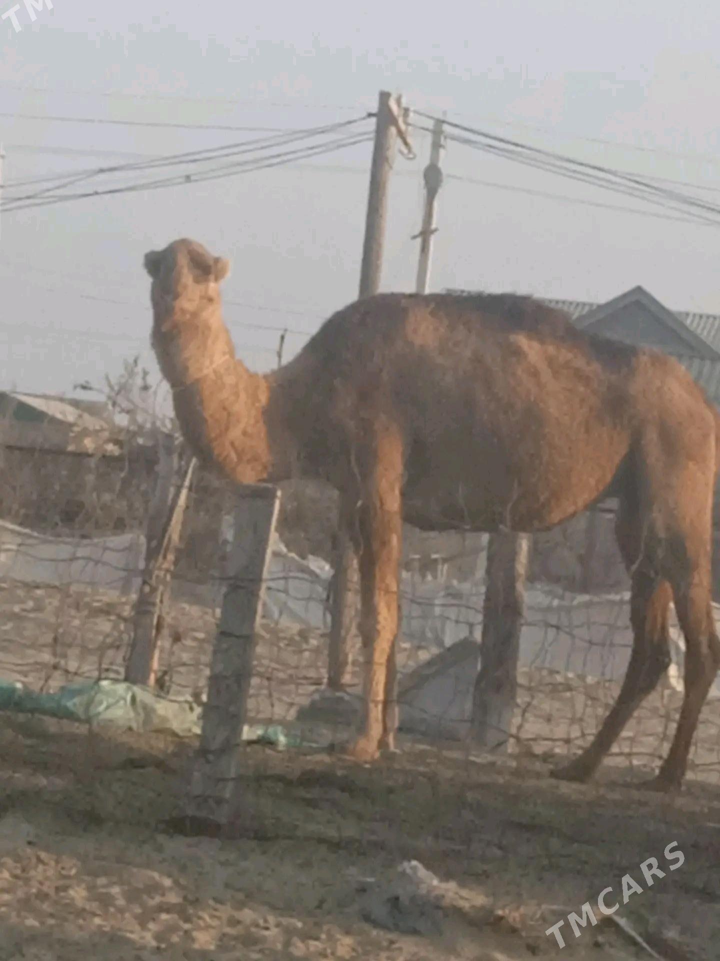 DÜÝE - Эсенгулы - img 2