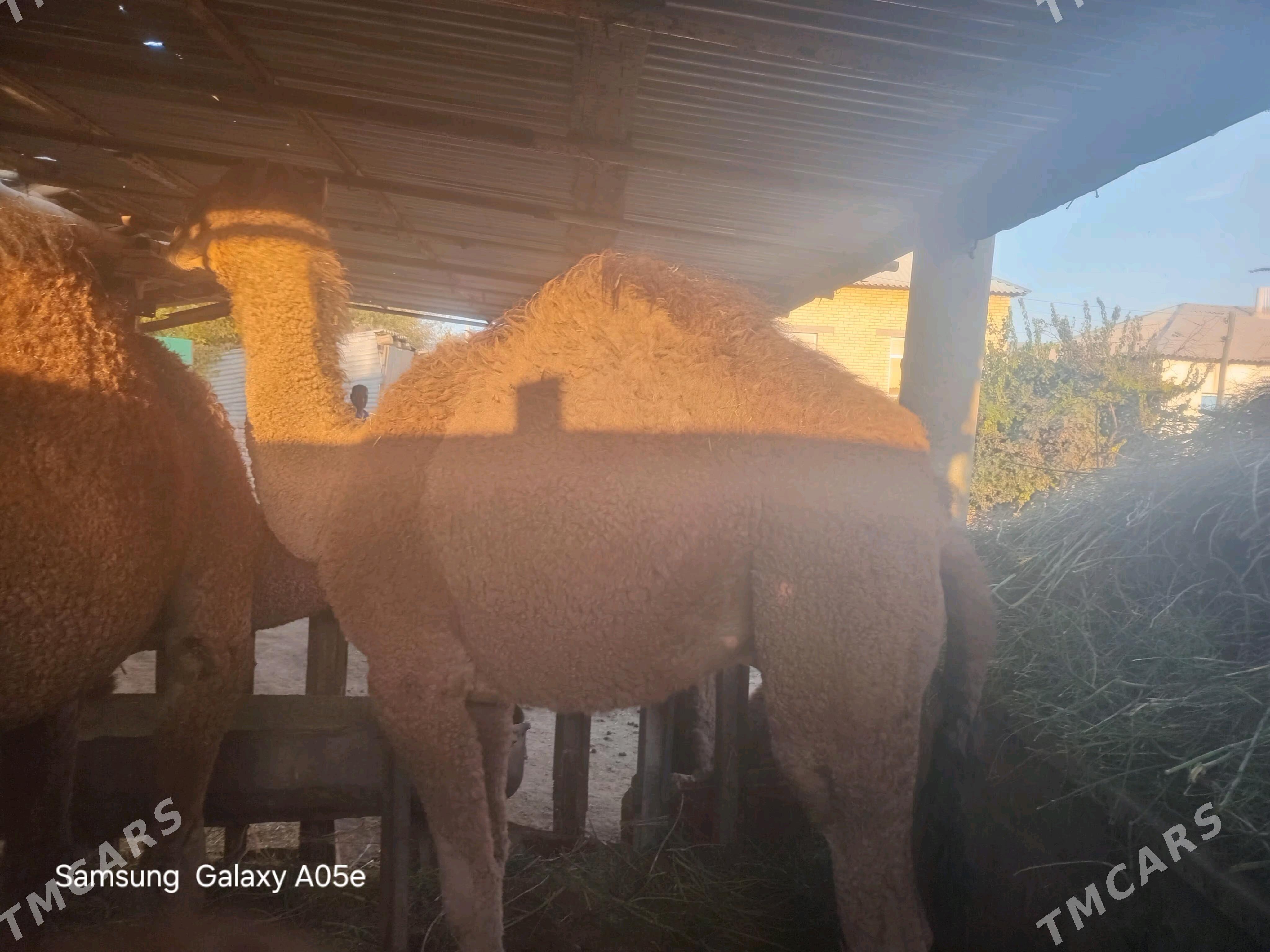 bakylan ogşyklar - Babadaýhan - img 3