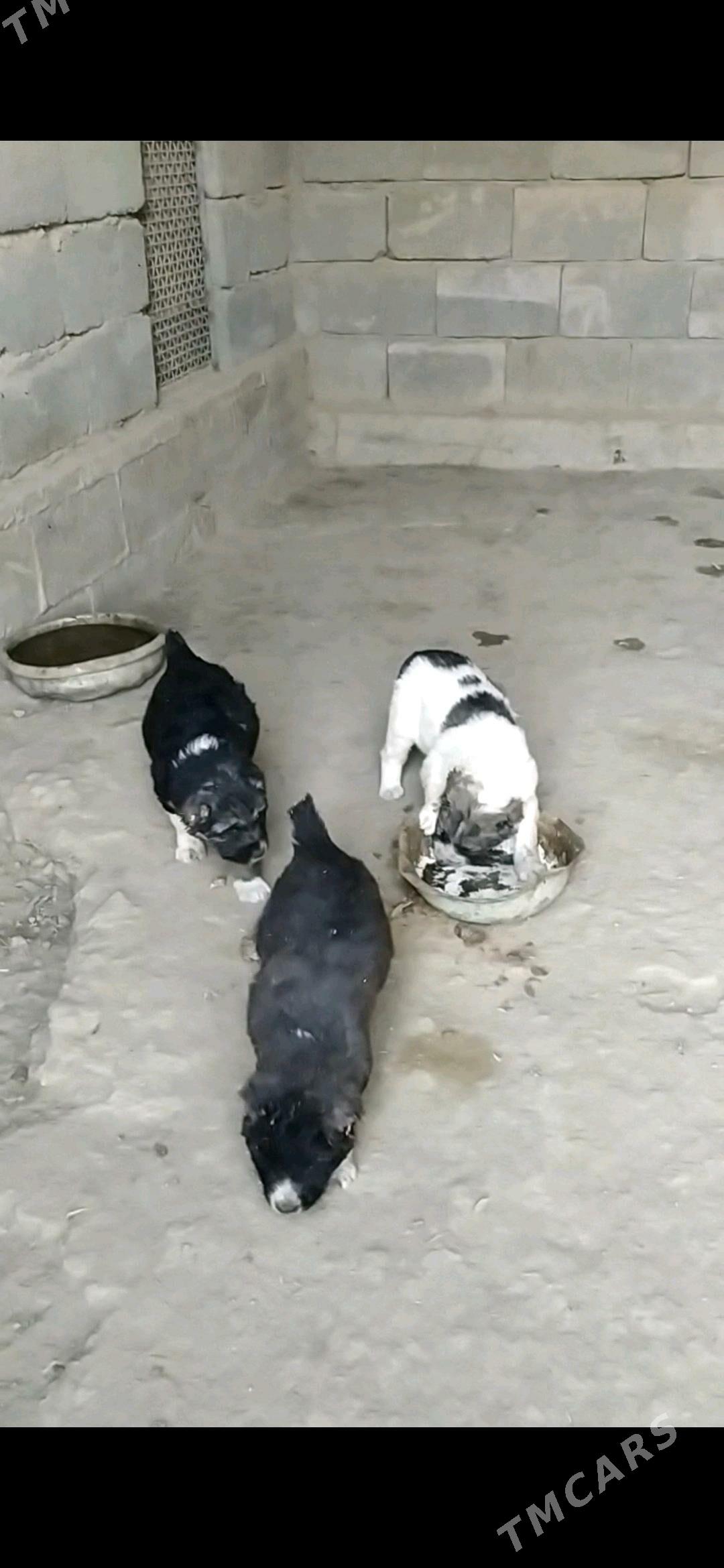 Alabay güjikler - Кака - img 1