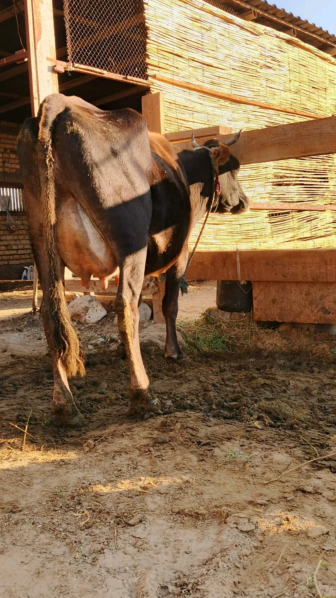 Sygyr - Гёкдепе - img 7