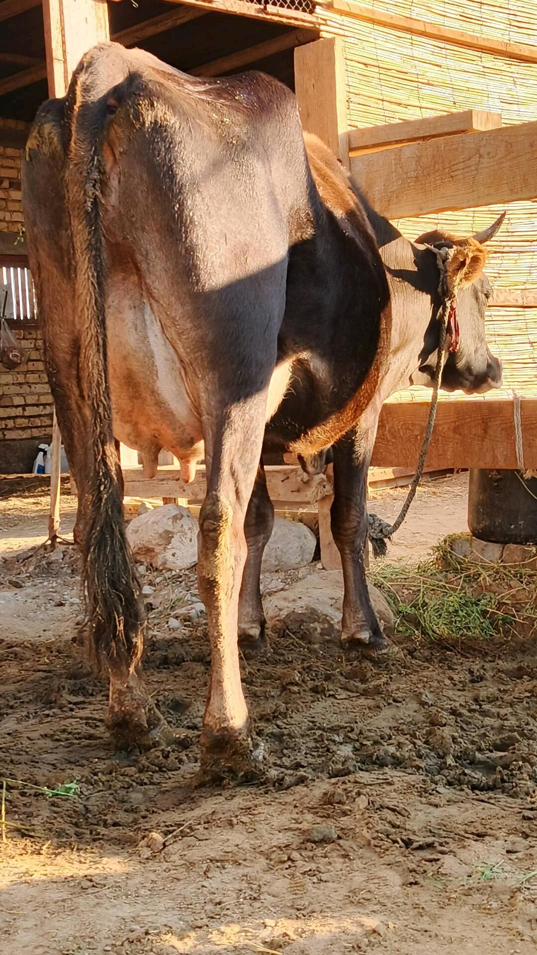 Sygyr - Гёкдепе - img 6