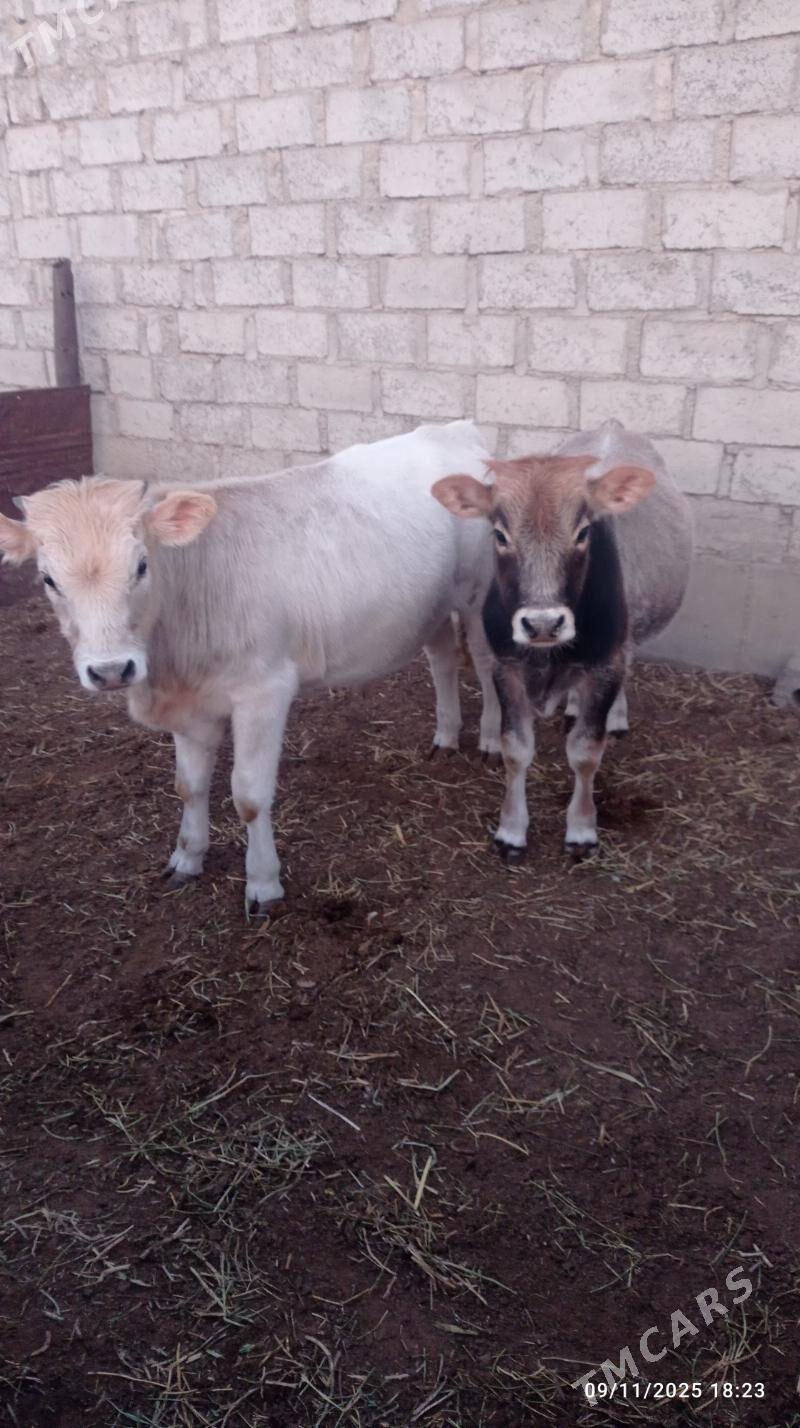 2kisi bile Öküz - Esenguly - img 3