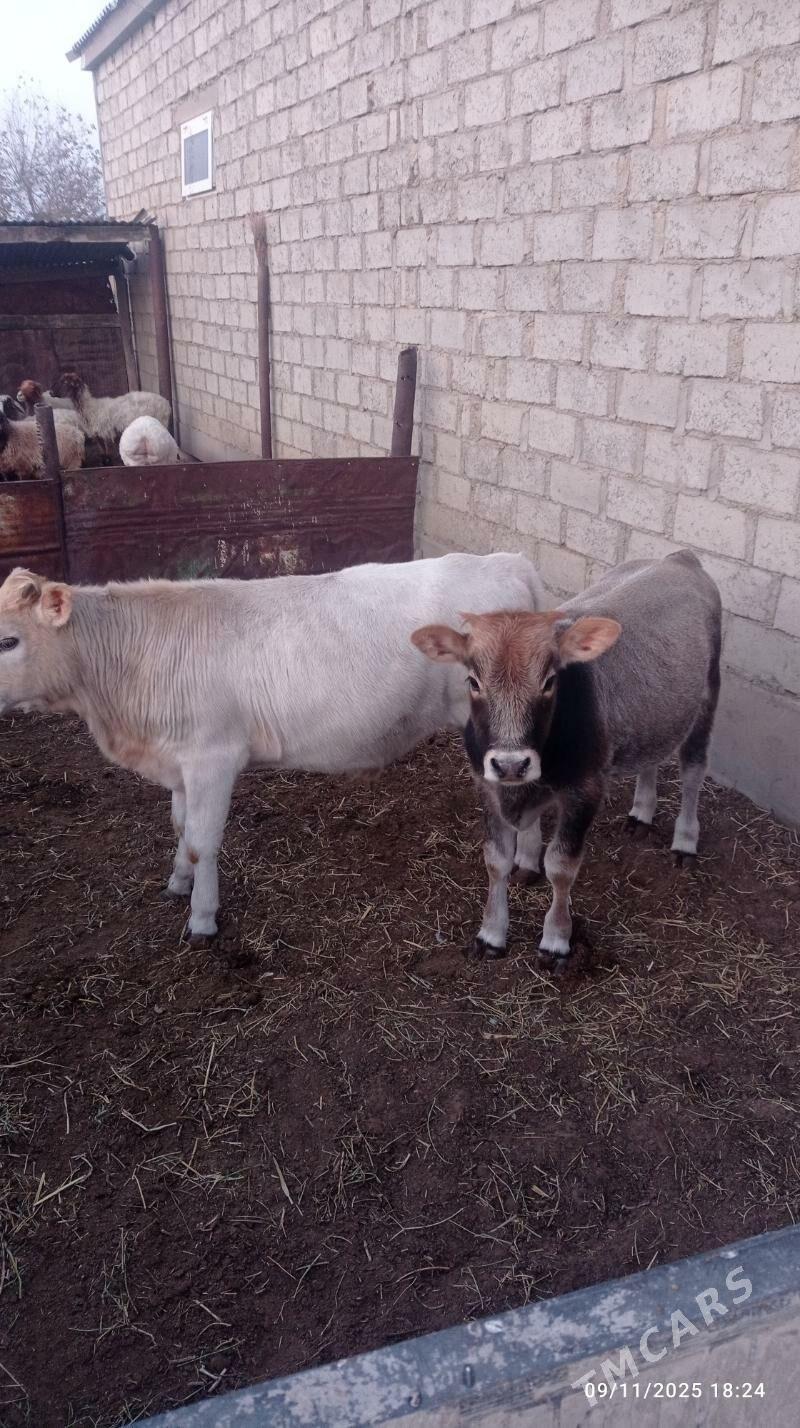 2kisi bile Öküz - Esenguly - img 2