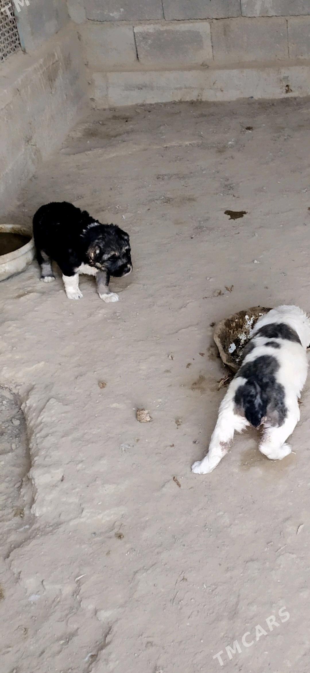 Alabay güjikler - Кака - img 2