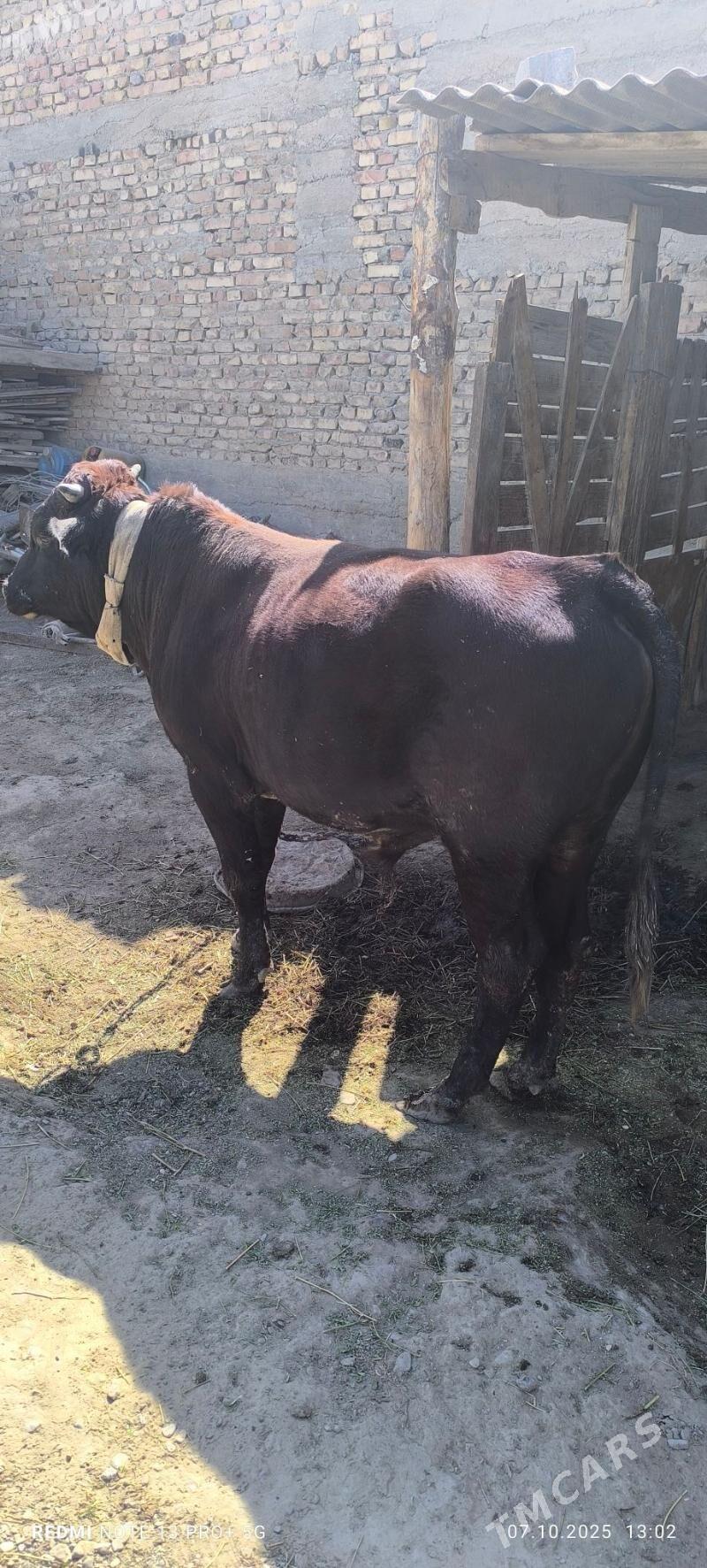 OKUZ Bakylan - Гёкдепе - img 1