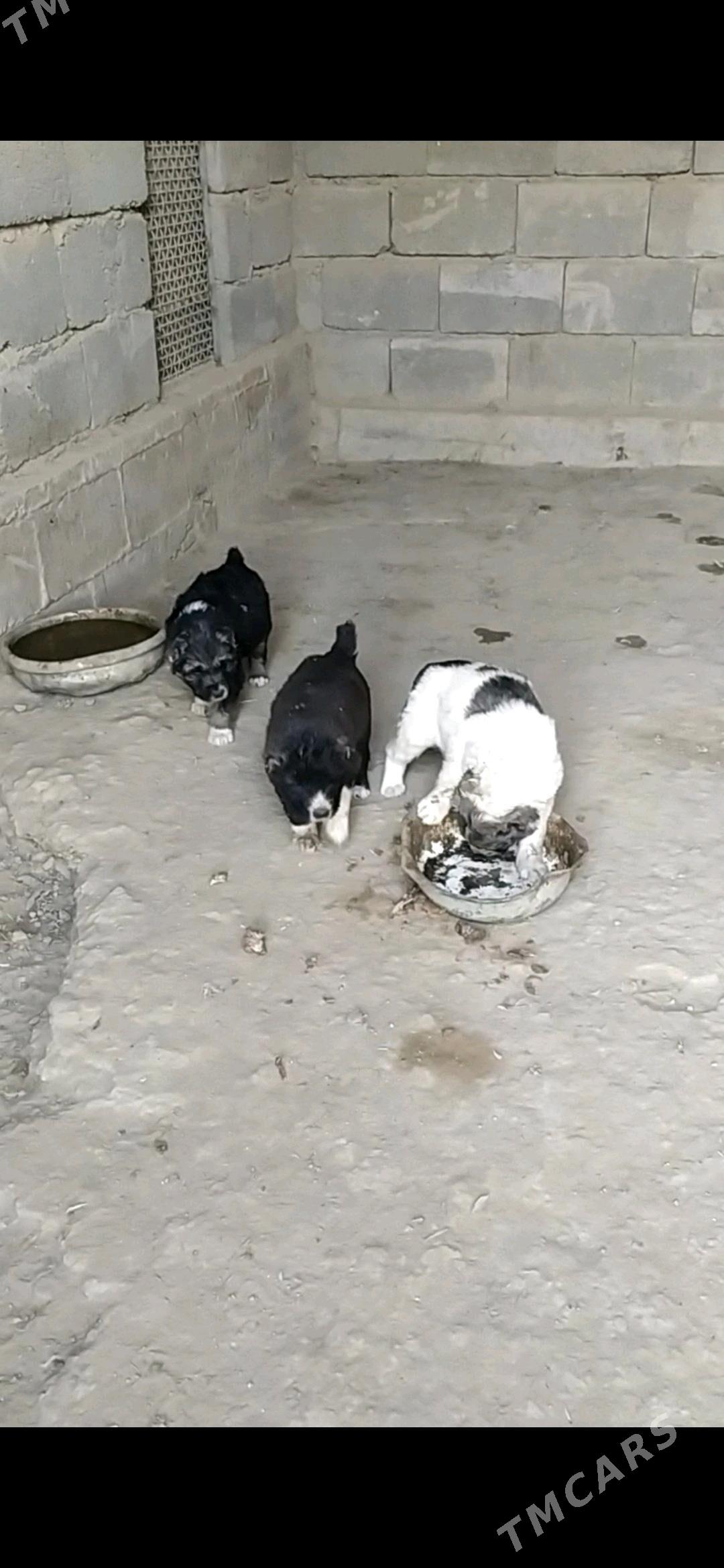 Alabay güjikler - Кака - img 5