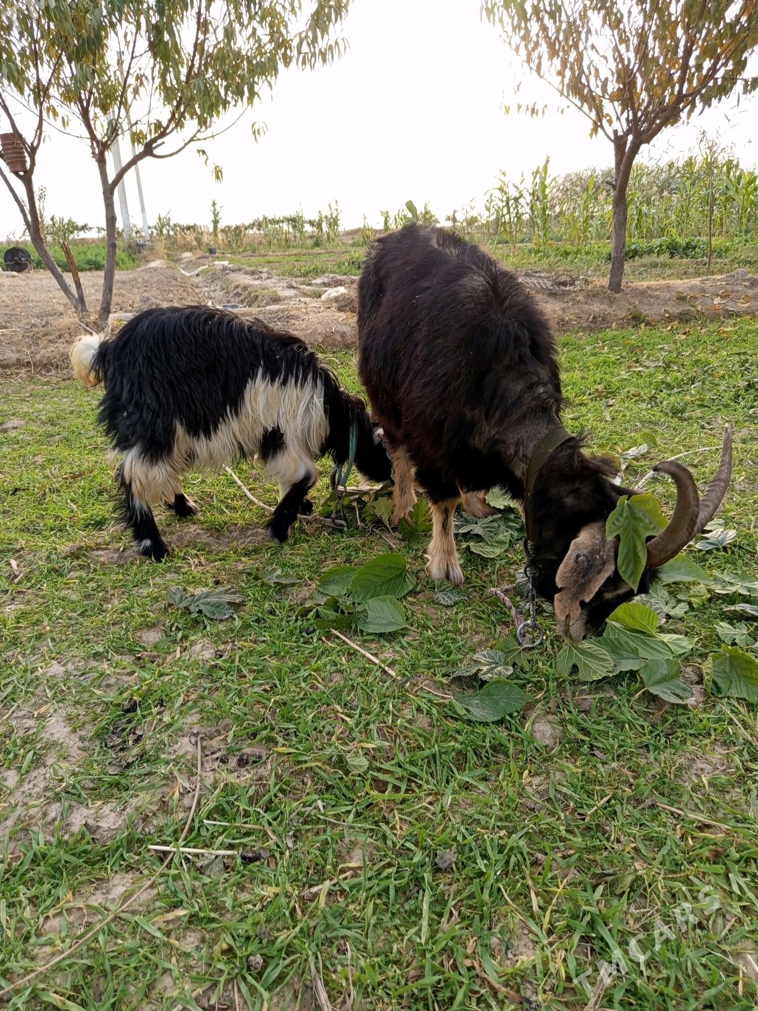 Geçi ovlakly. - Herrikgala - img 1