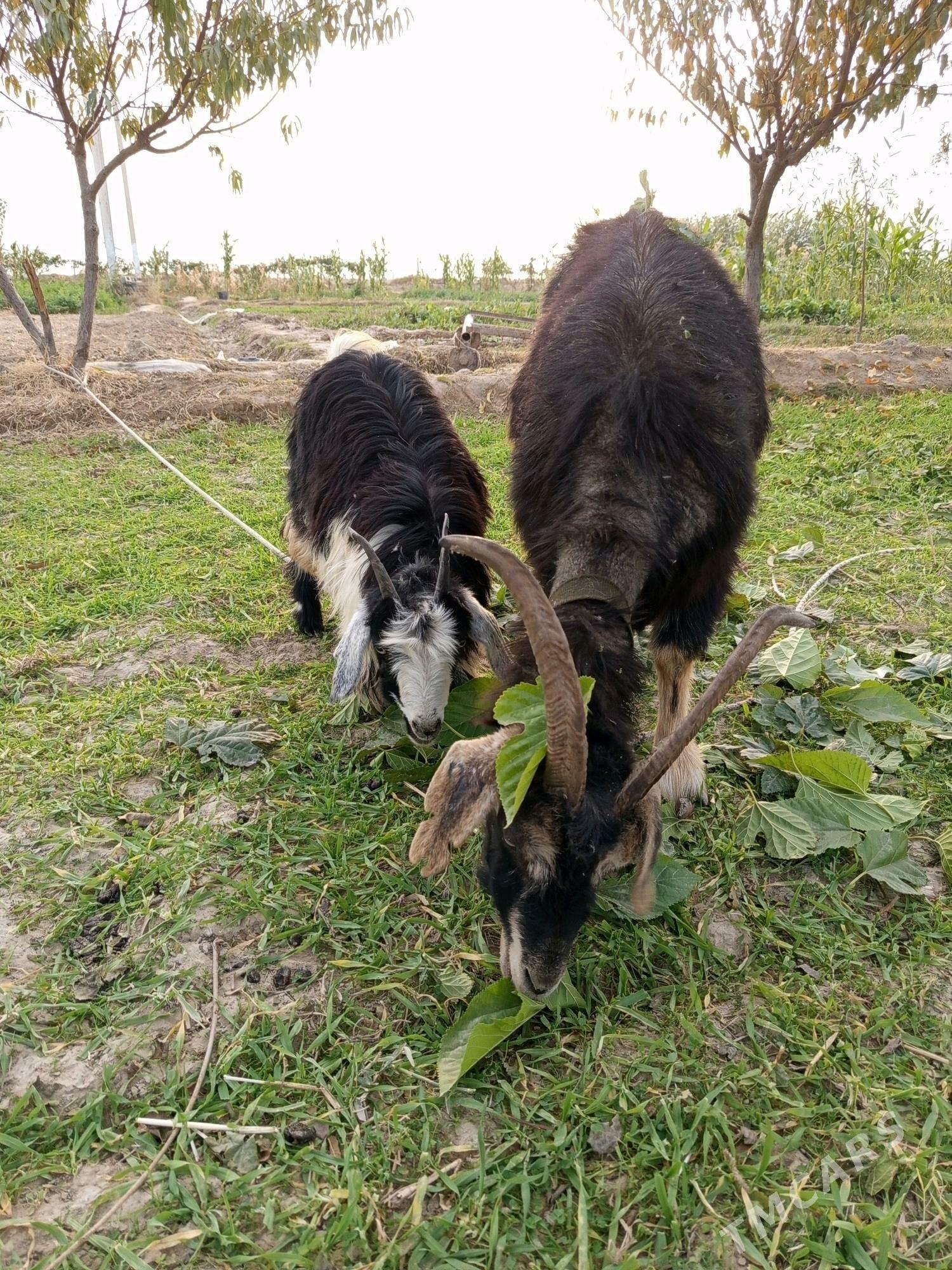 Geçi ovlakly. - Herrikgala - img 3