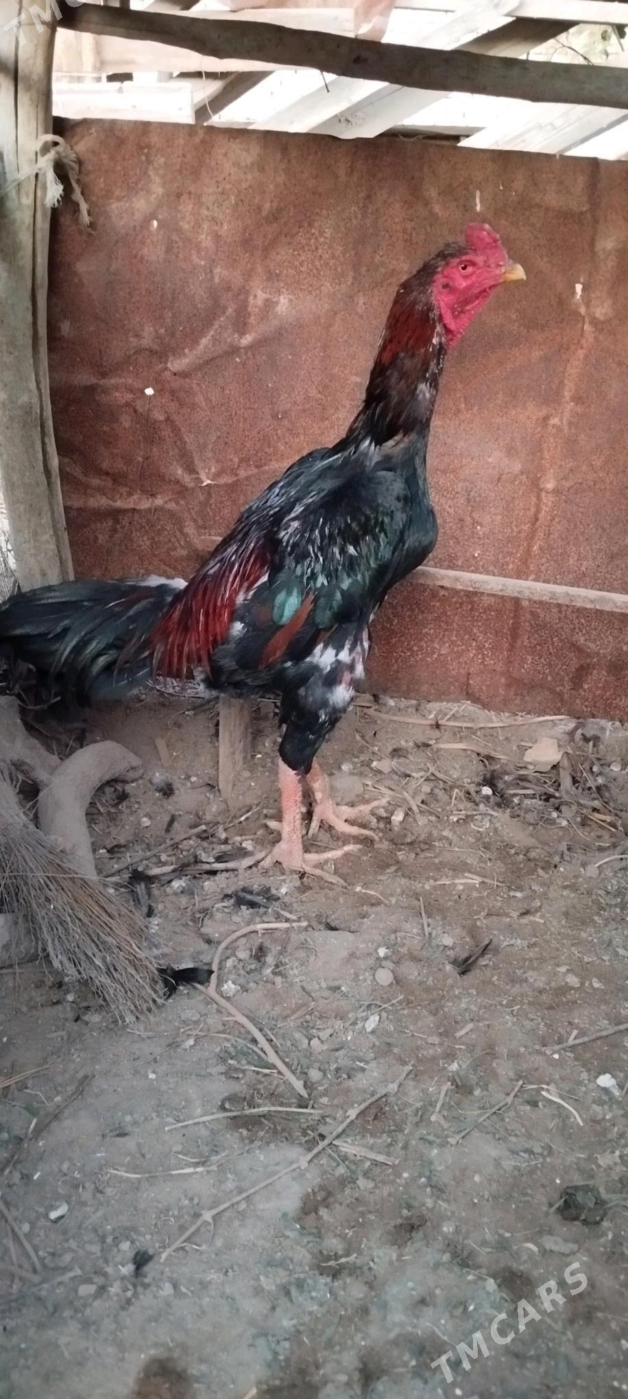 Horaz - Саят - img 3