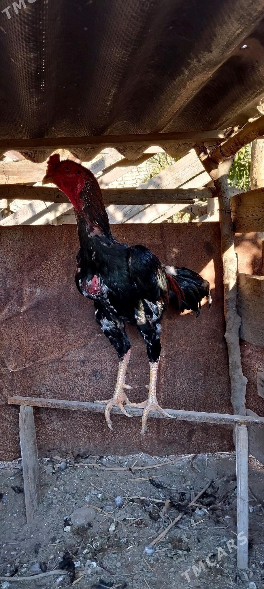 Horaz - Саят - img 2