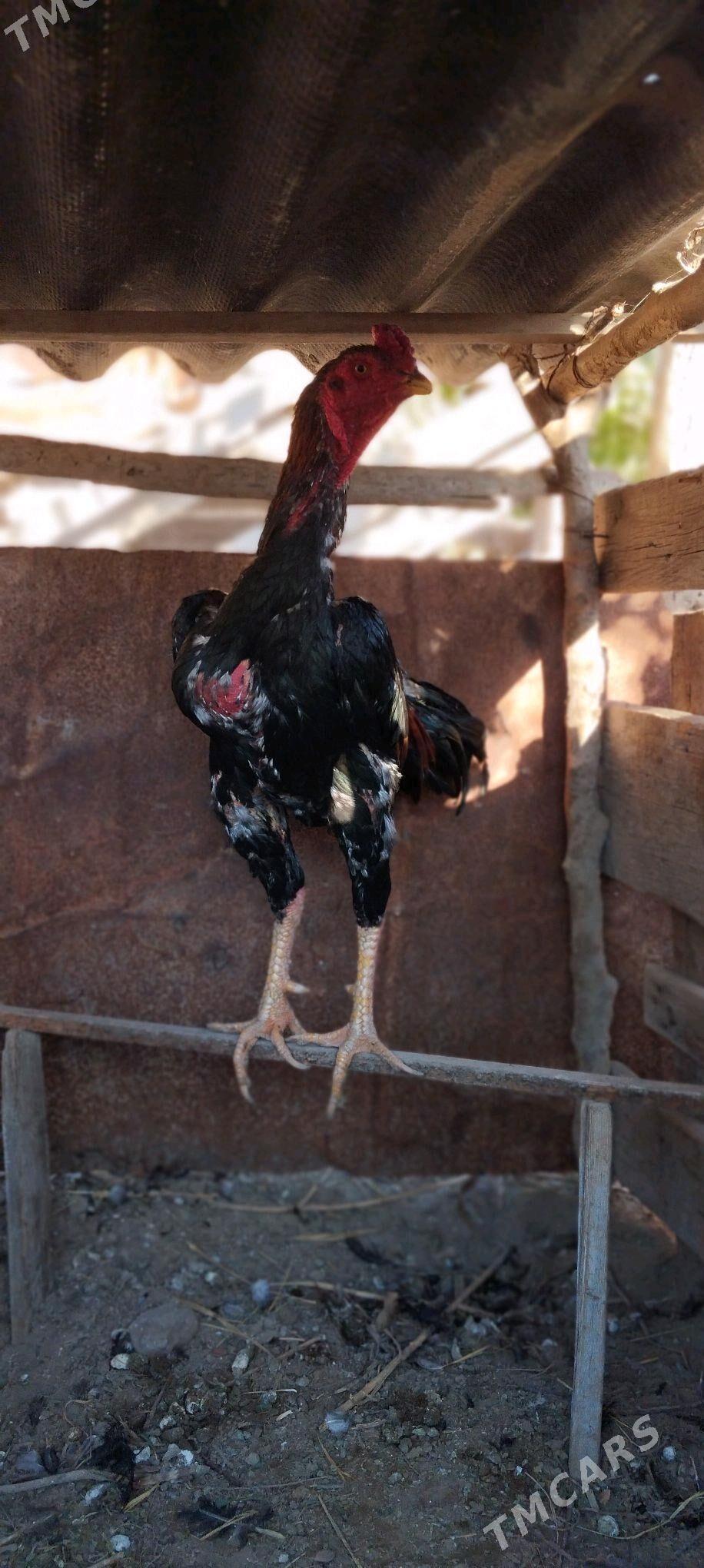 Horaz - Саят - img 1