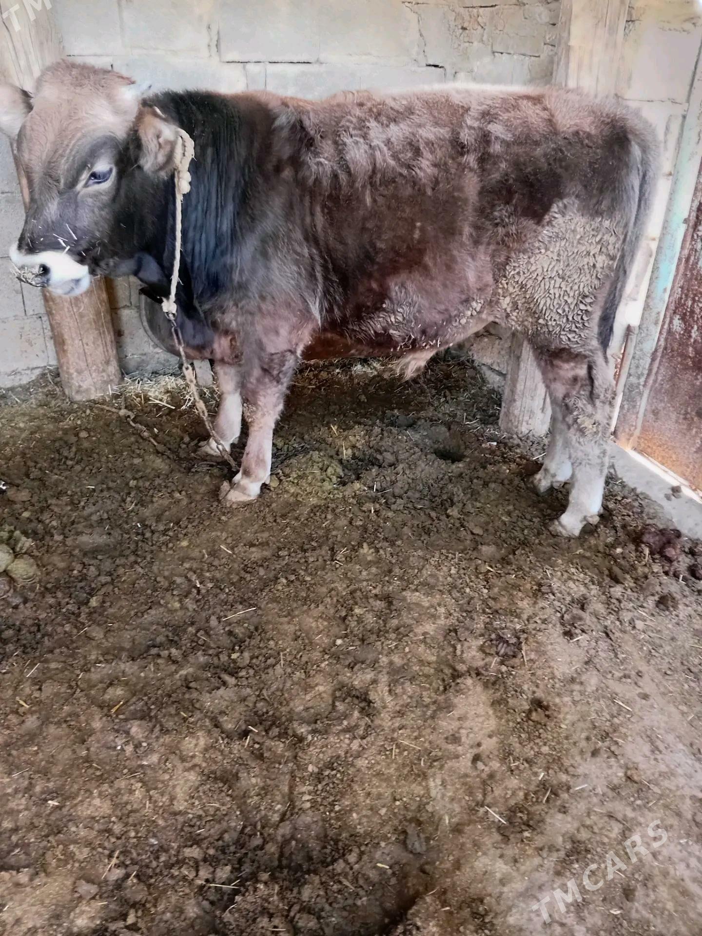 okuce - Gyzylarbat - img 2