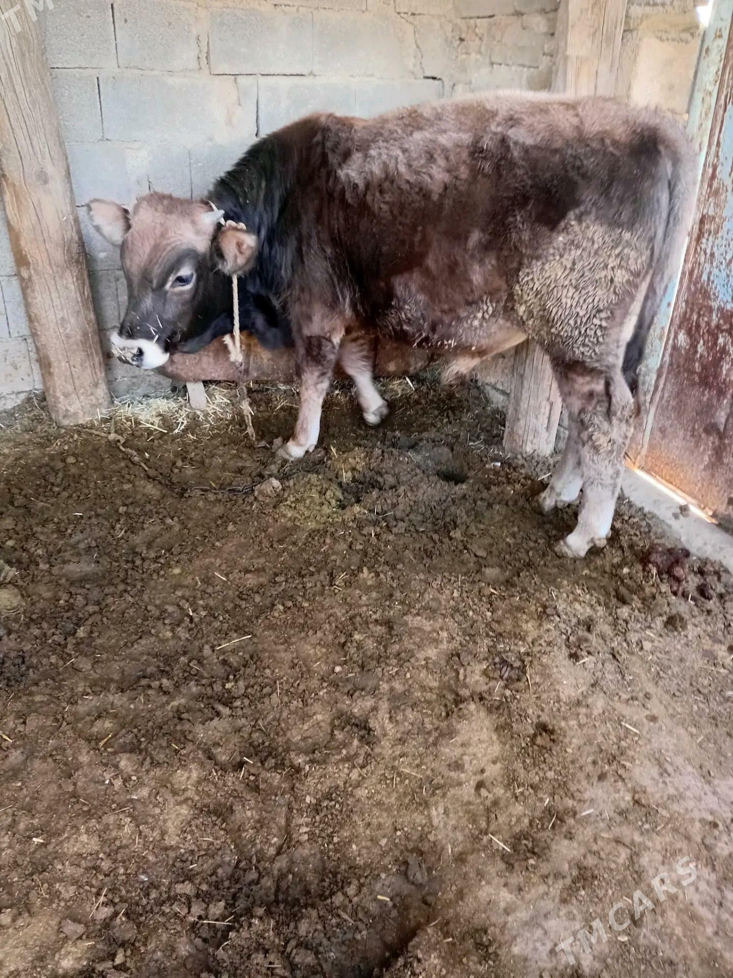 okuce - Gyzylarbat - img 1