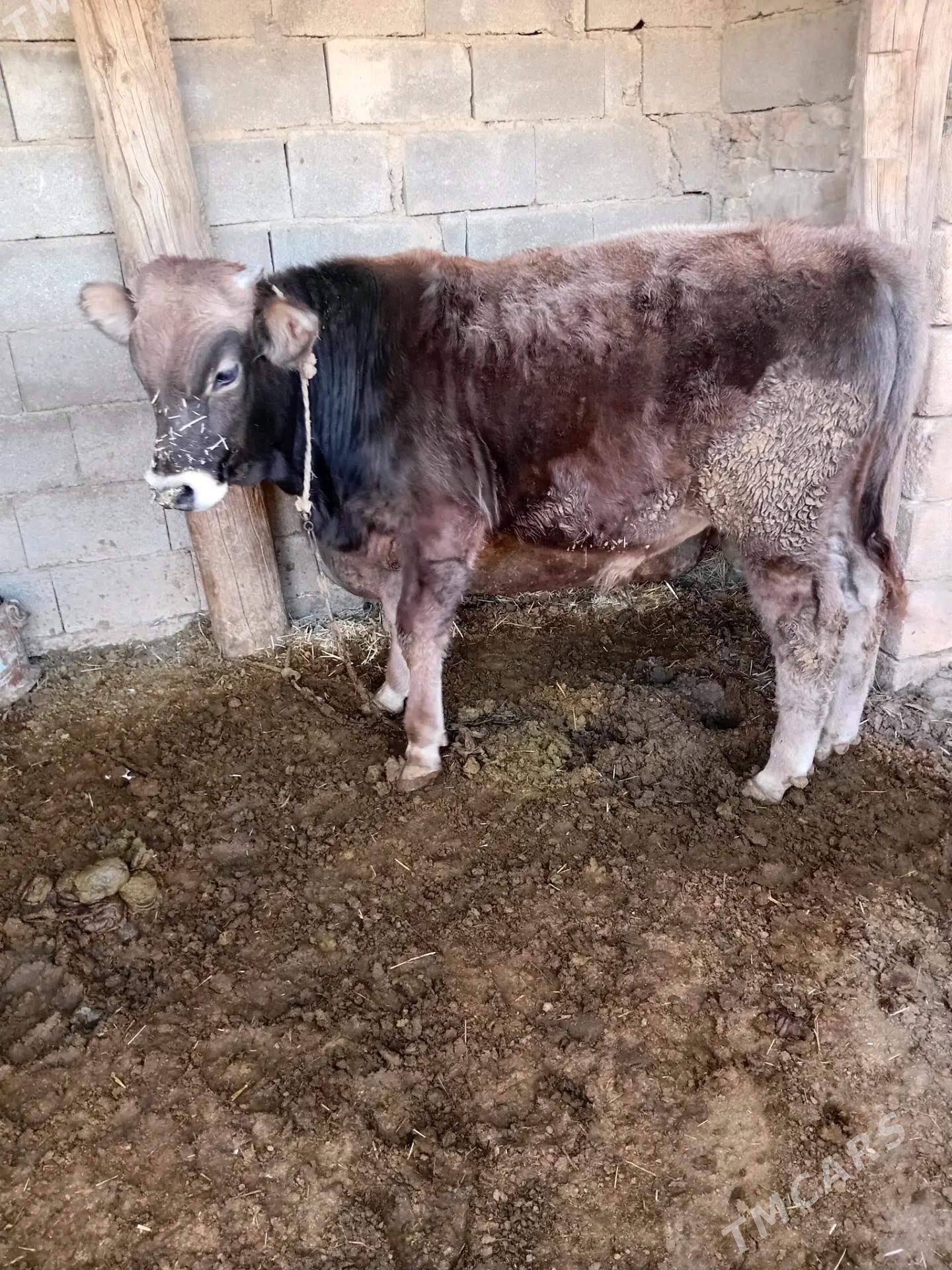 okuce - Gyzylarbat - img 3