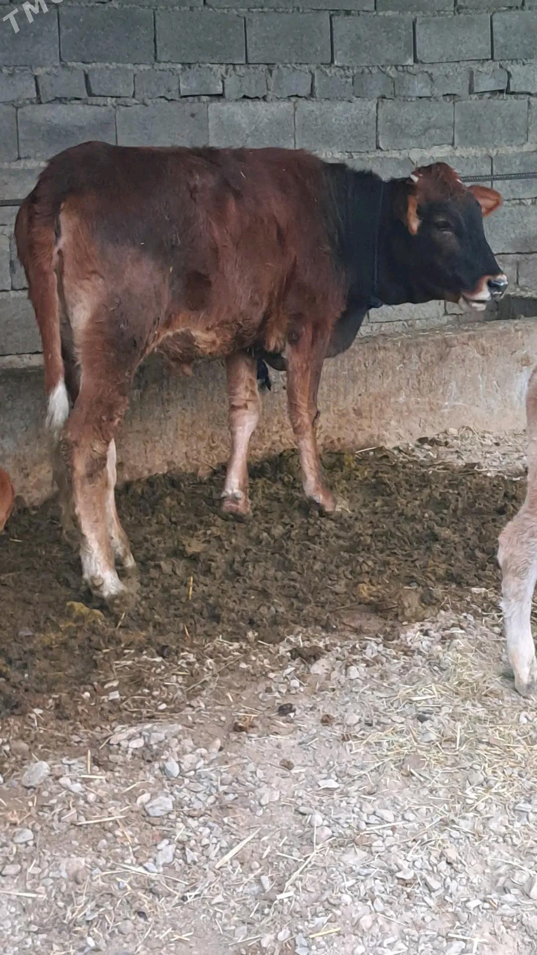 TUWE YITDI - Гёкдепе - img 2