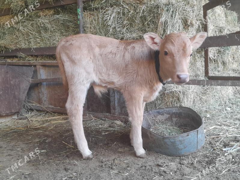 Bakylan goleli sygyr - Ашхабад - img 4