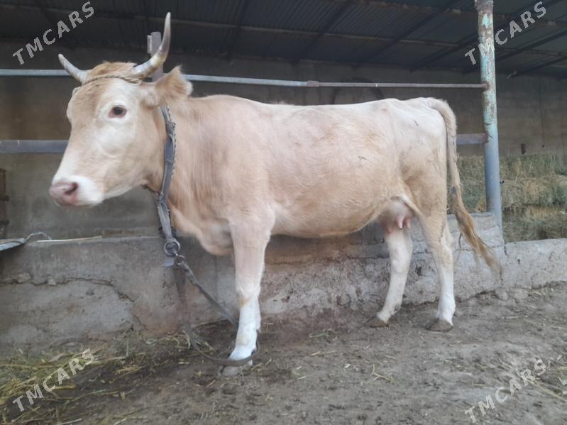 Bakylan goleli sygyr - Ашхабад - img 5