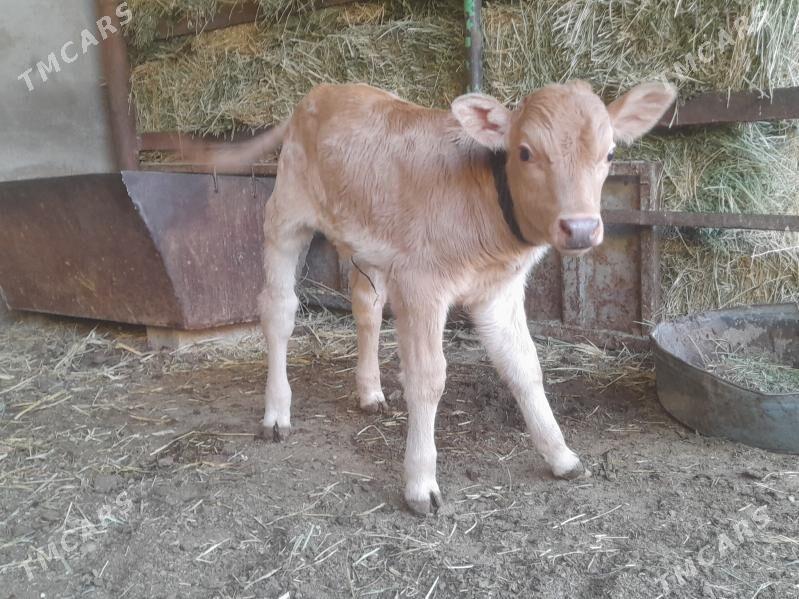 Bakylan goleli sygyr - Ашхабад - img 2