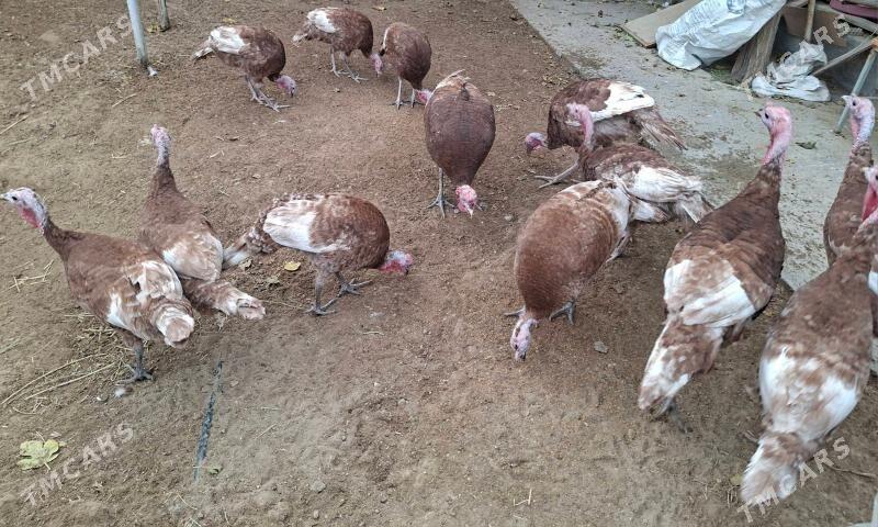 owgan induk - Änew - img 2