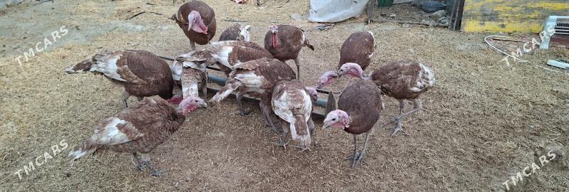 owgan induk - Änew - img 3