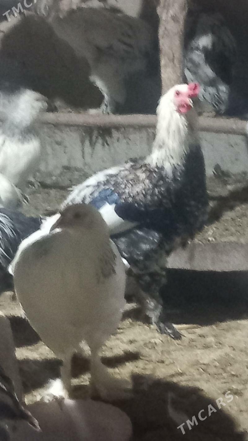 BALGAR HORAZLAR - Кака - img 2