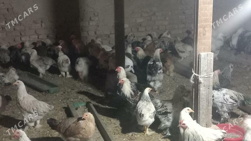 BALGAR HORAZLAR - Кака - img 3