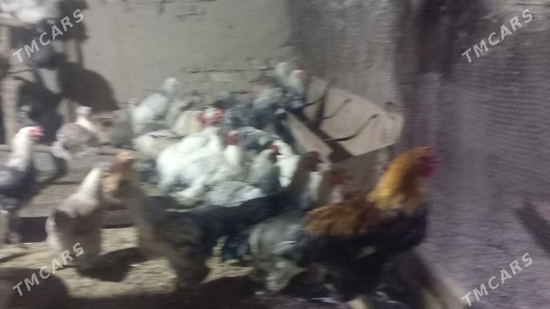 BALGAR HORAZLAR - Кака - img 4