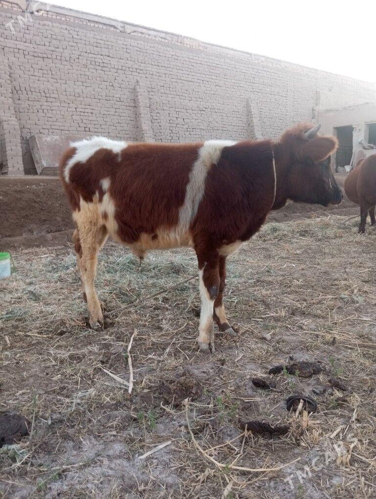 Ala paroda öküz - Şabat etr. - img 7