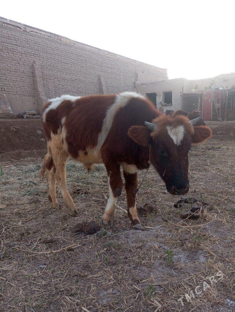 Ala paroda öküz - Şabat etr. - img 6