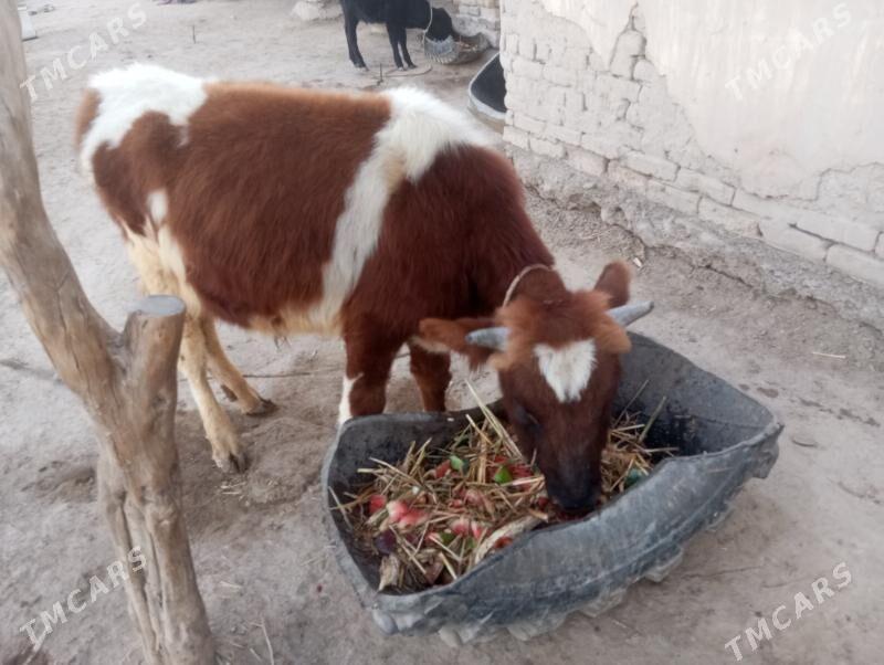 Ala paroda öküz - Şabat etr. - img 2