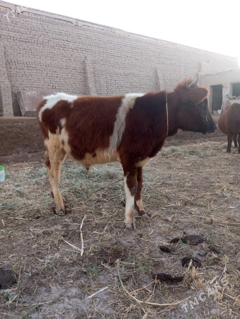 Ala paroda öküz - Şabat etr. - img 5