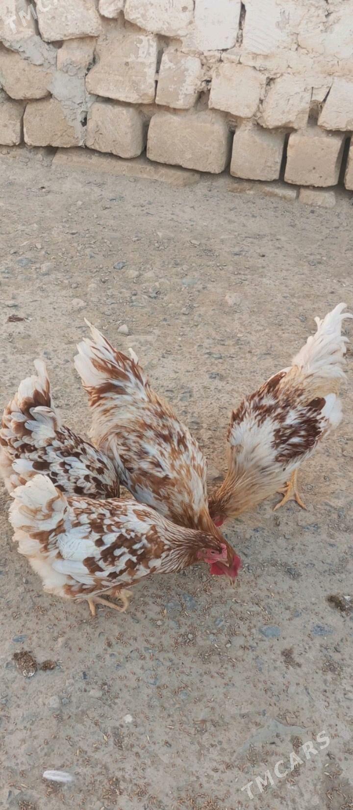 lohman brawun - Гызыларбат - img 3