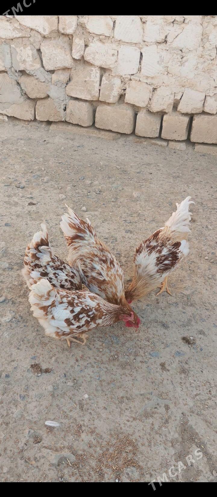 lohman brawun - Гызыларбат - img 2