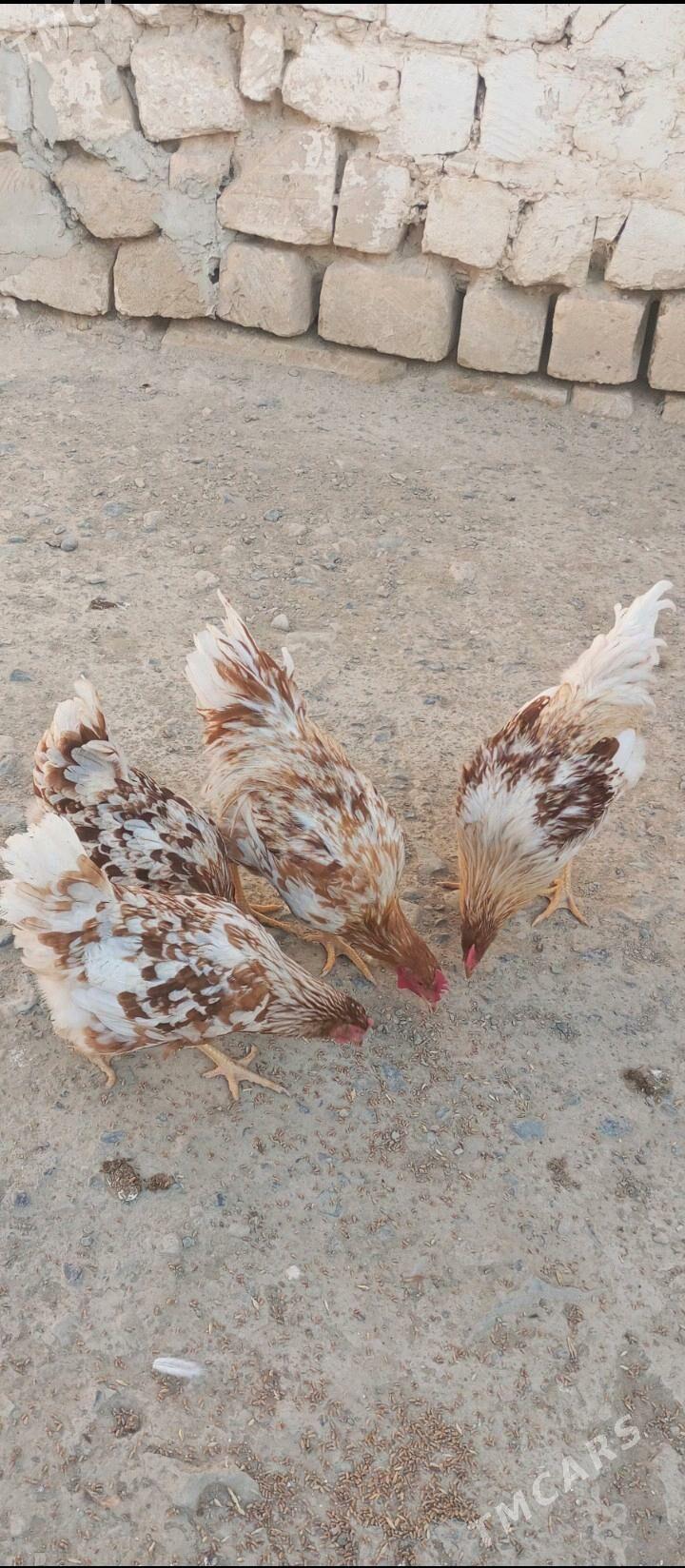 lohman brawun - Гызыларбат - img 4