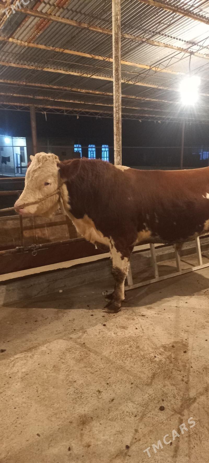 Оригинал сементал окуз - Türkmenabat - img 3