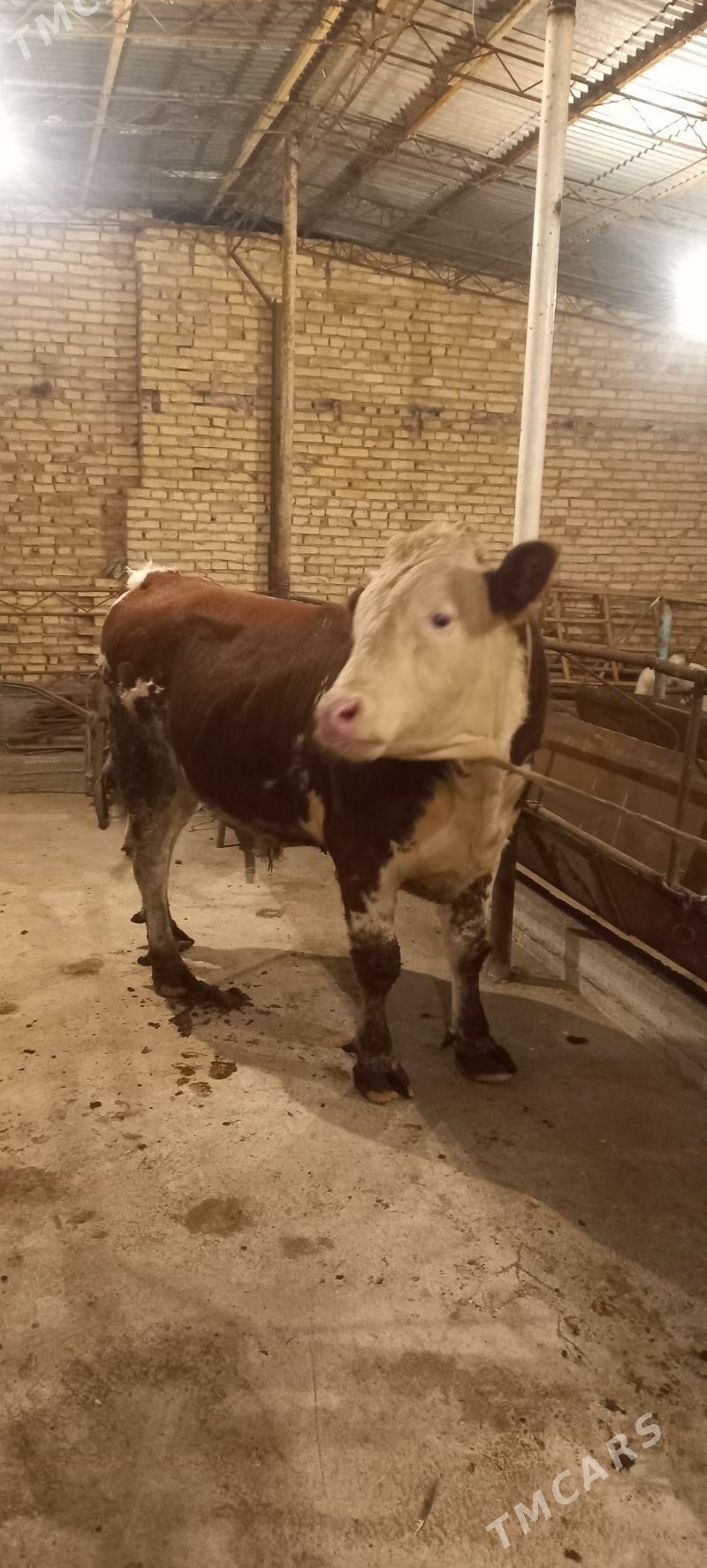 Оригинал сементал окуз - Türkmenabat - img 4