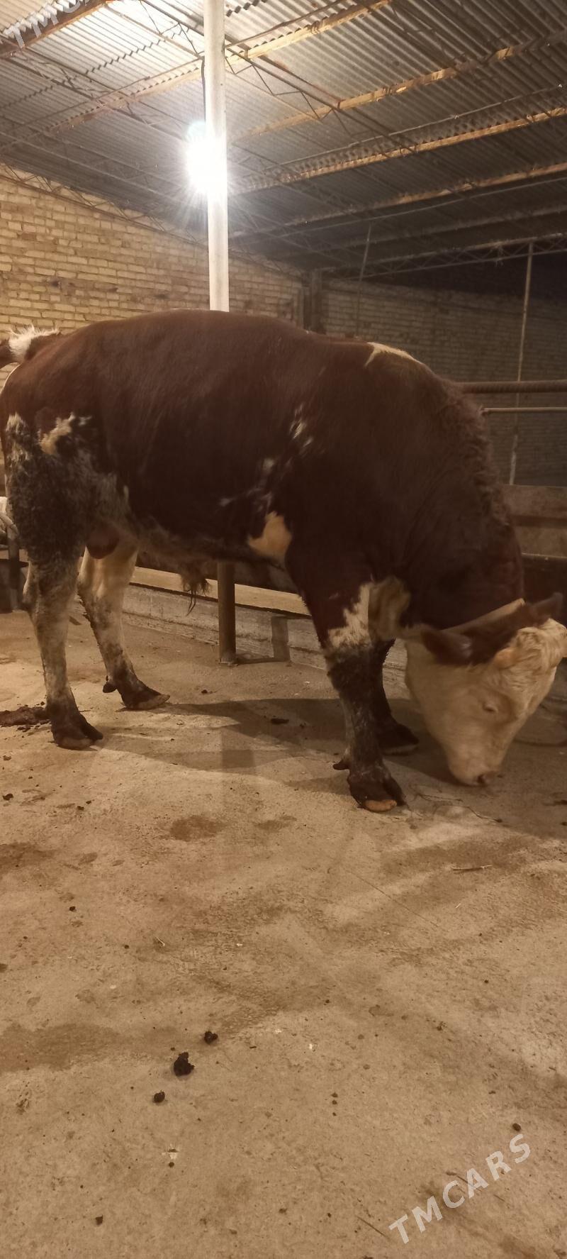 Оригинал сементал окуз - Türkmenabat - img 7